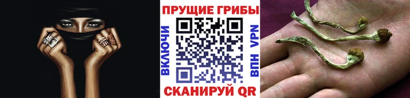 Псилоцибиновые грибы Psilocybe  Купить  Мантурово 